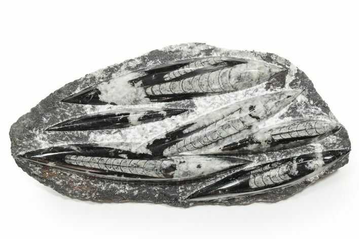 Polished Fossil Orthoceras (Cephalopod) Plate - Morocco #352346